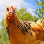 Аватар канала Птицеводство ➤ куры, гуси, перепела, инкубаторы