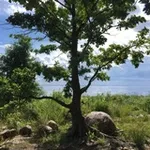 Аватар канала Зелёный Курортный