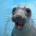 Аватар канала Seals cf and daily!! 🦭