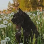 Аватар канала Mary_HobbyMyr
