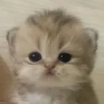Аватар канала ◤━━. Buwu . ━━◥