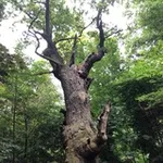 Аватар канала Natur, Altes Wissen und Spiritualität