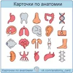 Аватар канала Карточки по анатомии