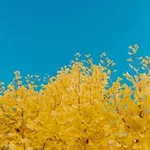 Аватар канала 数字牧民LC官方频道