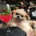 Аватар канала 🐶 Юлёк - Бутылёк 🐶
