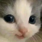 Аватар канала Only cats