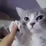 Аватар канала Котовое