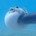 Аватар канала sakana 🐟