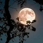Аватар канала ضي القمر♡