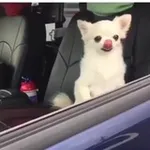 Аватар канала То да сё