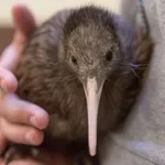 Аватар канала 🥝 птички KIWI cf 🥝