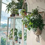Аватар канала Macro’Kate plants 🌿 Комнатные растения
