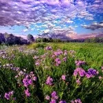 Аватар канала The Nature Apothecary
