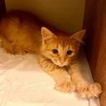 Аватар канала Пушистые бездомыши - berrycat.ru