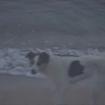Аватар канала dog silent