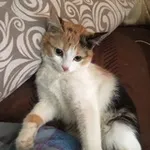 Аватар канала Карельские Питомцы