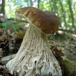 Аватар канала мицелий
