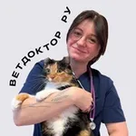 Аватар канала ВетДоктор Ру 🩺