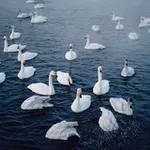 Аватар канала swan lake