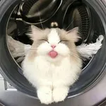 Аватар канала Animal Party