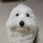 Аватар канала 𝐏𝐮𝐩𝐩𝐞𝐫 𝐆𝐚𝐧𝐠 🐶