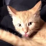Аватар канала Orang cate behave your