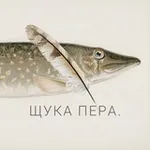 Аватар канала Щука пера
