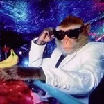 Аватар канала Daily Monkeys