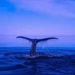 Аватар канала 🌿 Seelenheilung ✨️ SEI im Einklang mit dem Universum ️ 🦅 Schwinge hoch in Liebe ♥️ in Frieden 🕊 im Herzen 💖 zu allen Lebewesen 🌎 🐾