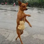 Аватар канала 묻따방 🐕