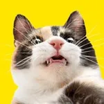 Аватар канала CAT POINT (тыгыдык онлайн 🐾 )
