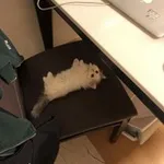 Аватар канала Tiny kittens ₛₘₒₗposting