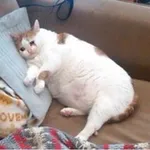Аватар канала TikTok Collection 💎