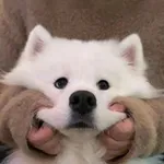 Аватар канала 可爱小狗