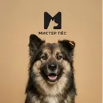 Аватар канала АНО ЦЗЖ Мистер Пёс 🐾