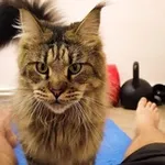 Аватар канала Вино и котики