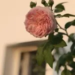 Аватар канала 𝑚𝑖𝑚𝑜𝑧𝑎 𝑐̧𝑖𝑐̧𝑒𝑔̆𝑖