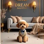Аватар канала Dream maltipoo