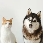 Аватар канала HuskyEkb+CatsEkb