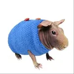 Аватар канала ✧.* морские свинки daily [ 🐹 🥒 ]