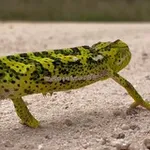 Аватар канала Кейптауниан, ЮАР 🇿🇦