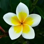 Аватар канала حقيبة السعادة 🌿 🌸