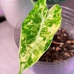 Аватар канала ALBAplantroom 🌱