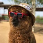 Аватар канала Russian_alpacas / Российские альпаки