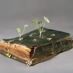 Аватар канала Viriditas. Философия растений 🌱