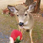 Аватар канала Deerposts
