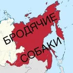 Аватар канала Бродячие собаки Дальний Восток