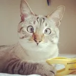 Аватар канала Смешные домашние животные 🐈 Кошки 🐶 Собаки
