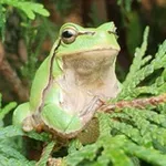 Аватар канала Hyla Orientalis