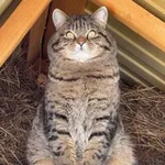 Аватар канала mrs.tatcher, Рысик и все-все